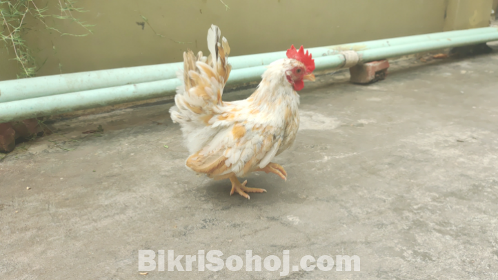এক পিস মালেশিয়ান শর্ট সেরেমা মেল বিক্রি হবে